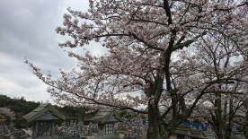 霊苑入り口の桜は五～六分程度、参道の桜は七分程度咲いてまいりました。