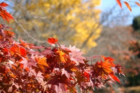 きれいな色に染まった紅葉