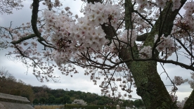 霊苑入り口の桜は五～六分程度、参道の桜は七分程度咲いてまいりました。