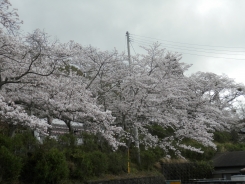 霊苑の桜が満開です