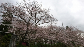 霊苑入り口の桜は五～六分程度、参道の桜は七分程度咲いてまいりました。