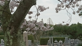 霊苑入り口の桜は五～六分程度、参道の桜は七分程度咲いてまいりました。