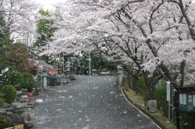三笠霊苑参道の桜が散る瞬間を写しました。