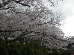 霊苑の桜が満開です