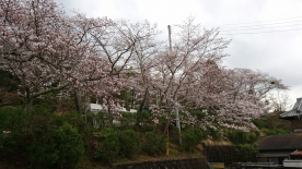 霊苑入り口の桜は五～六分程度、参道の桜は七分程度咲いてまいりました。