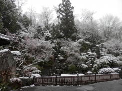 久しぶりに雪が降りました